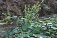 Rumex dentatus